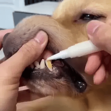 Pet Oral Repair Gel -FREE TODAY ONLY - Classy Pet Life