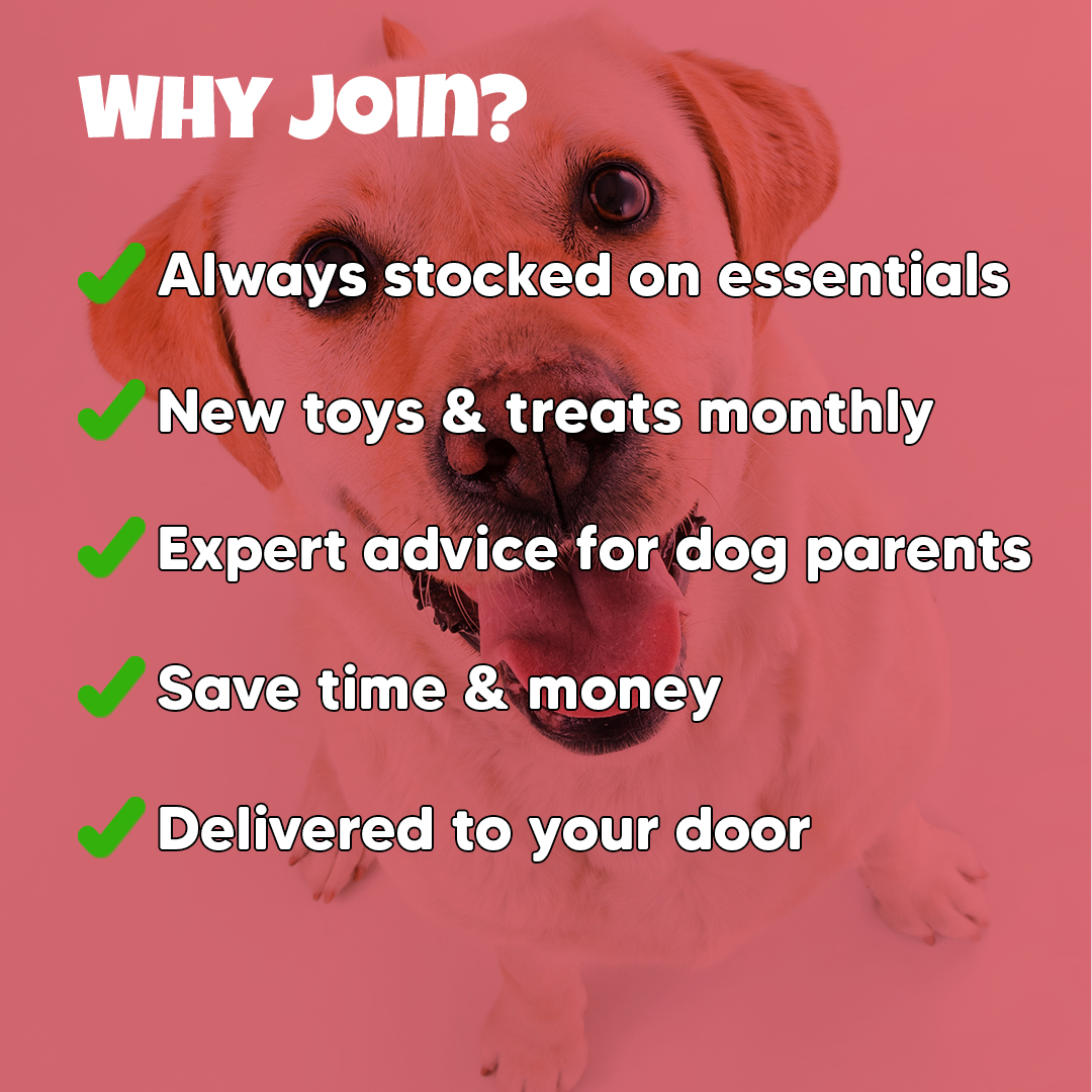 Classy Pet Club – Monthly Dog Subscription Box - Classy Pet Life