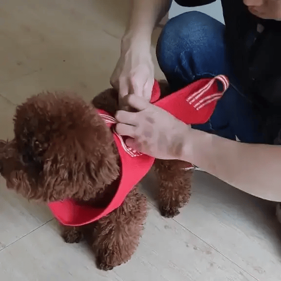 Pet Grooming Hammock - FREE TODAY ONLY - Classy Pet Life