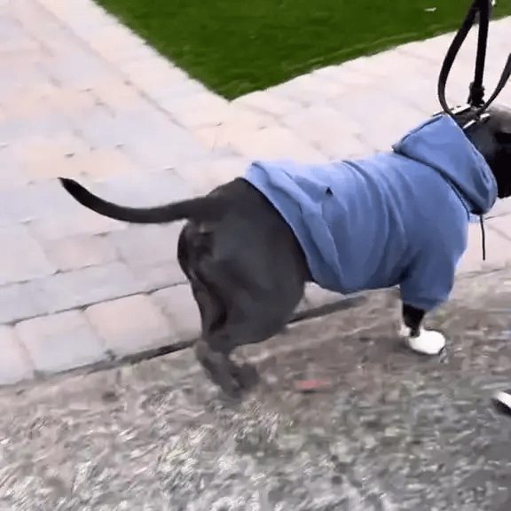 Dog Hoodie Sweatshirts with Pockets - FREE TODAY ONLY - Classy Pet Life