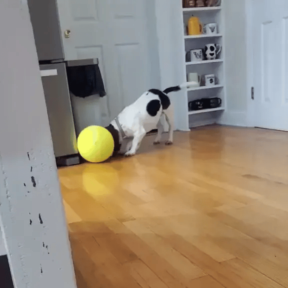 Giant Tennis Ball - FREE TODAY ONLY - Classy Pet Life
