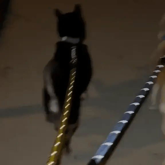 Strong Nylon Reflective Dog Leash - Classy Pet Life