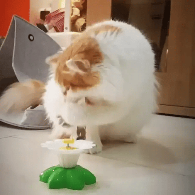 Interactive Bird Toy For Cats - FREE TODAY ONLY - Classy Pet Life