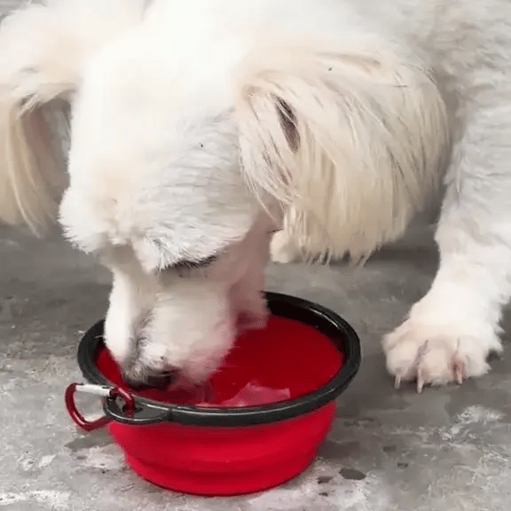 Foldable Silicone Pet Bowl Portable - 350ml - Classy Pet Life
