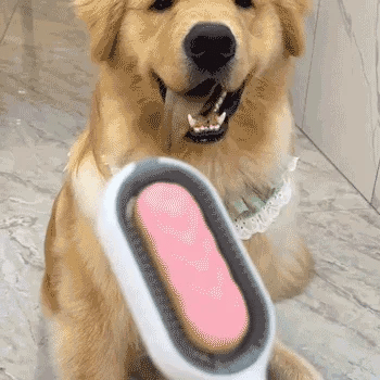 Pet Hair Removal Comb with Water Tank - Classy Pet Life