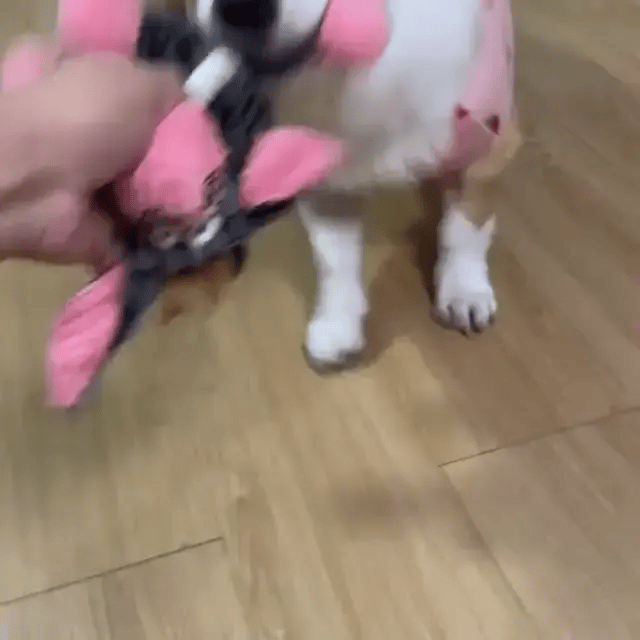IMMORTAL SQUEAKER PLUSH TOY FOR AGGRESSIVE CHEWERS - FREE TODAY ONLY - Classy Pet Life