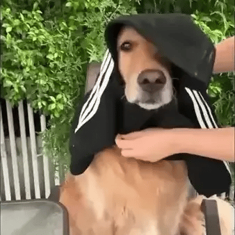 Pet Jumpsuit - FREE TODAY ONLY - Classy Pet Life