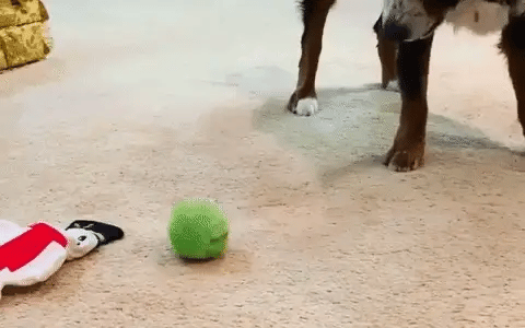 Dog Interactive Play Ball (4 Colors Pack) - FREE SHIPPING - Classy Pet Life