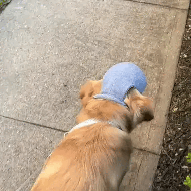 Pet Hat - FREE TODAY ONLY - Classy Pet Life