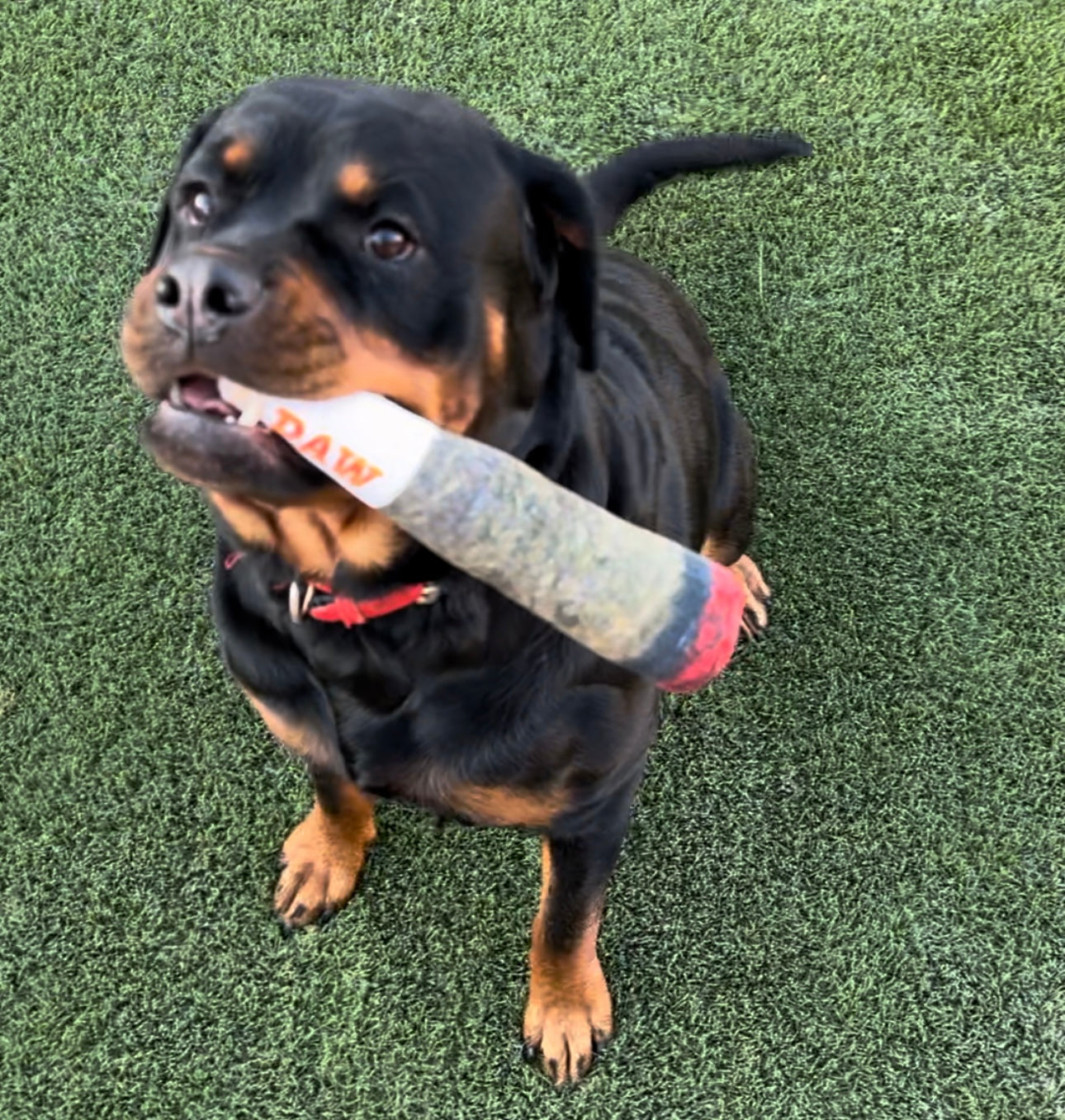 Doggie Blunt: Squeaky Toy Fun - FREE TODAY ONLY - Classy Pet Life