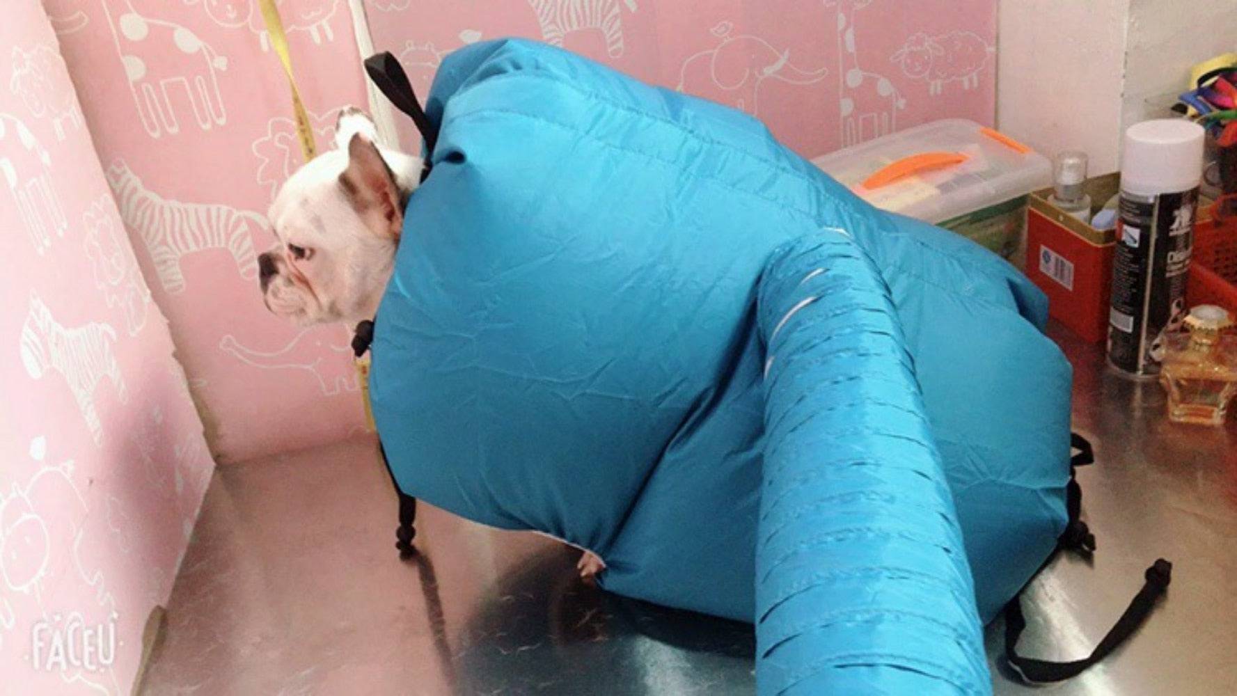 Painless Dog Dryer Coat - FREE TODAY ONLY - Classy Pet Life