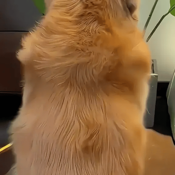 Steamy Pet Brush - FREE TODAY ONLY - Classy Pet Life