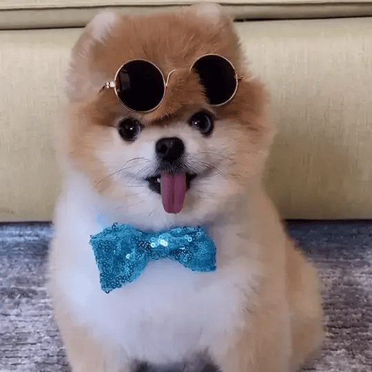 Pet Cool Sunglasses - FREE TODAY ONLY - Classy Pet Life