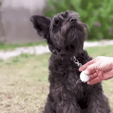 USB Ultrasonic Pest Repeller - FREE TODAY ONLY - Classy Pet Life