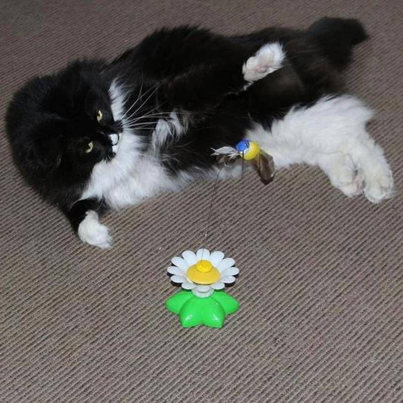 Interactive Bird Toy For Cats - FREE TODAY ONLY - Classy Pet Life