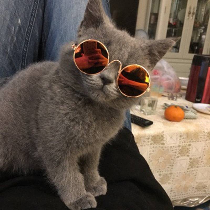 Pet Cool Sunglasses - FREE TODAY - Classy Pet Life