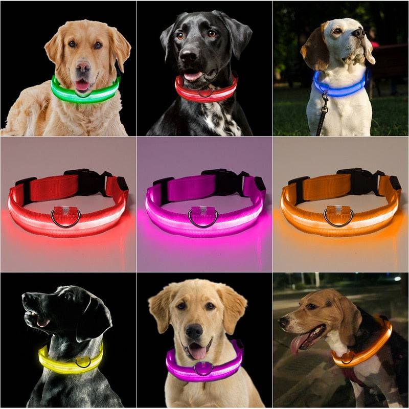 LED Pet Collar - Classy Pet Life