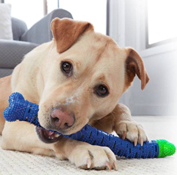 Dog chew toothbrush-FREE TODAY ONLY - Classy Pet Life