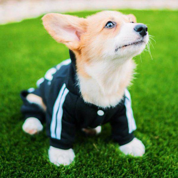 Pet Jumpsuit - FREE TODAY ONLY - Classy Pet Life