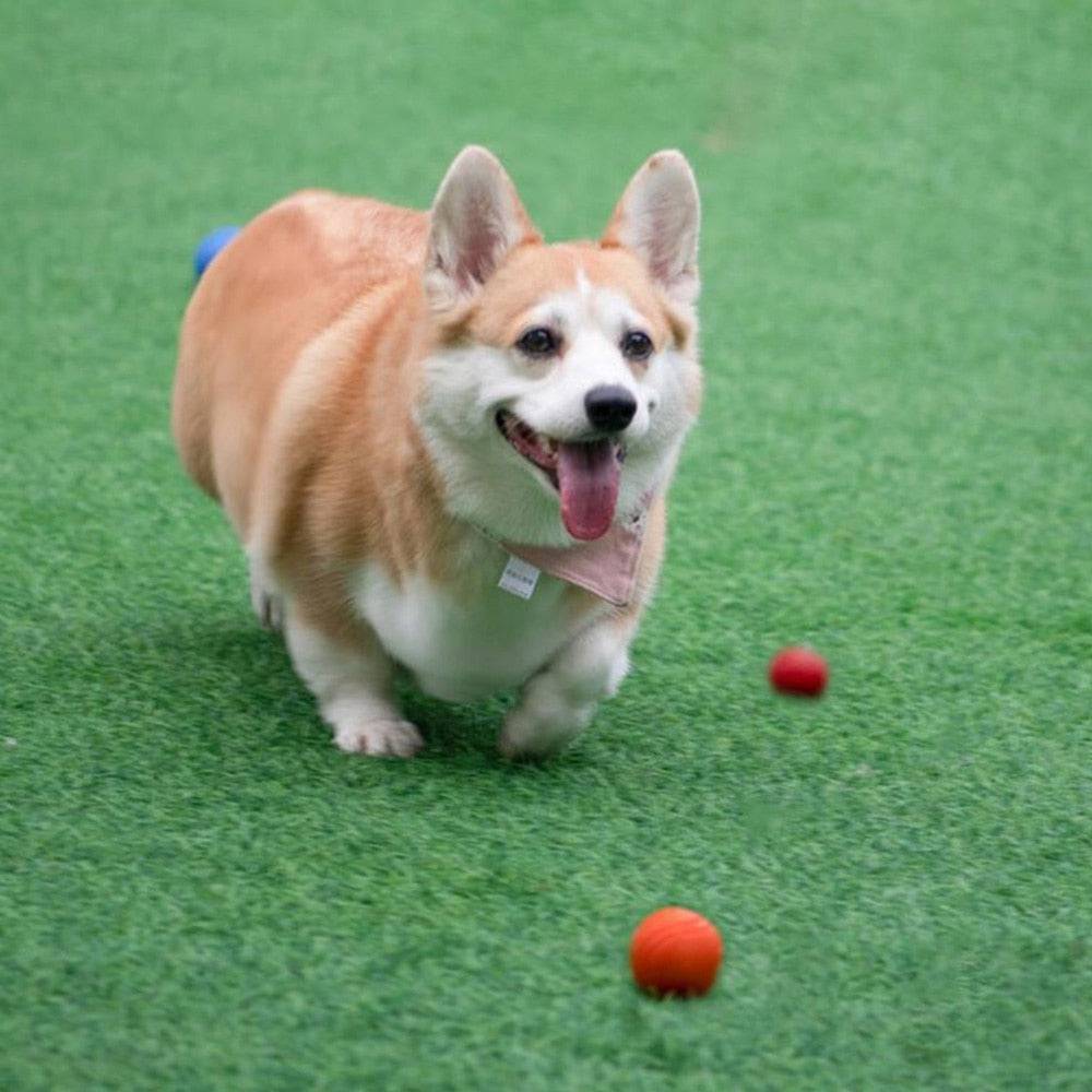 MORDIBALL™- BITE-RESISTANT RUBBER BALL - Free Today Only - Classy Pet Life