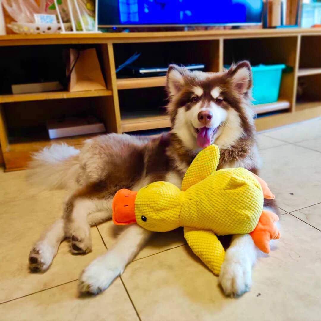 Indestructible Calming Duck - Classy Pet Life